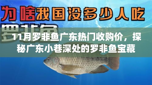 广东罗非鱼宝藏店揭秘，十一月热门收购价探秘之旅