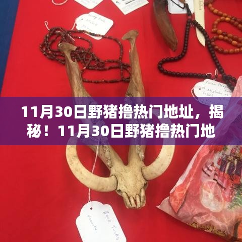 揭秘与探索，11月30日野猪撸热门地址指南与步骤教程