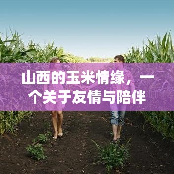 山西玉米情缘，友情与陪伴的温馨篇章