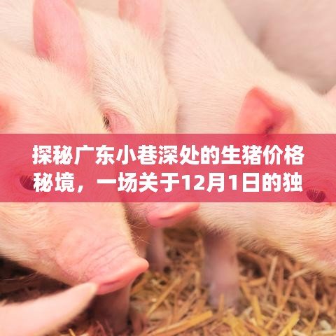 探秘广东小巷深处的生猪价格秘境，12月1日的独特发现之旅