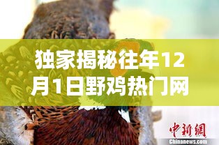 独家揭秘，历年12月1日野鸡热门网站回顾，精彩内容不容错过！