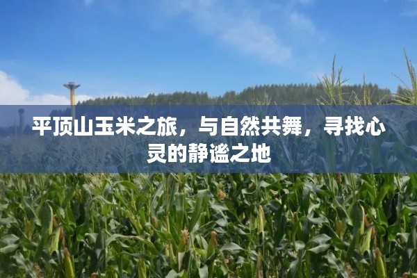 平顶山玉米之旅，与自然共舞，寻觅心灵静谧之地
