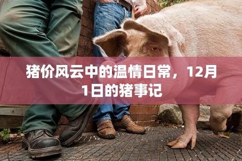 猪价风云下的温情日常，12月1日猪事记