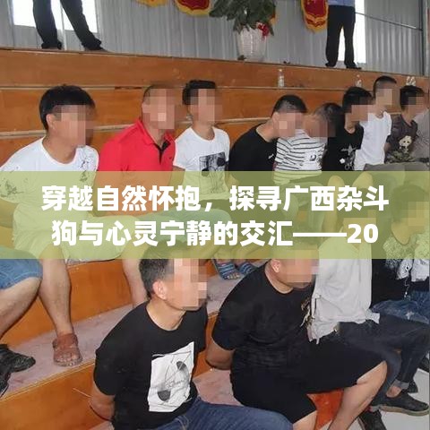 广西杂斗狗之旅，探寻心灵与自然交融的奥秘与最新价格揭晓