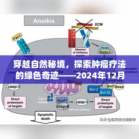 穿越自然秘境，探寻绿色疗法奇迹，生命之旅启程于肿瘤疗法的绿色探索之路（2024年12月4日）