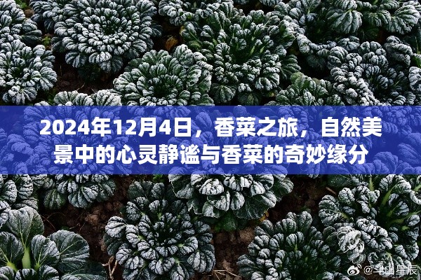 香菜之旅，心灵静谧与自然美景的奇妙缘分