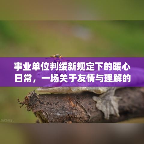 事业单位新规下的暖心日常，友情与理解的故事
