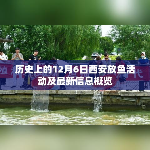 历史上的西安放鱼活动及最新信息概览，12月6日放鱼活动纪实
