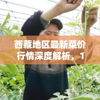 西藏地区最新菜价行情深度解析及实时菜价综述（12月14日）