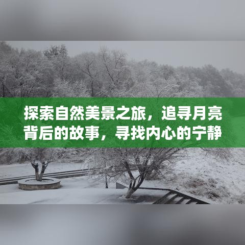 探寻自然奥秘之旅，月下故事与内心宁静的追寻