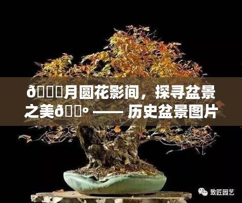 月圆花影间探寻盆景之美，历史盆景图片揭秘大猜想之旅