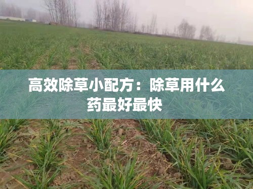 高效除草小配方：除草用什么药最好最快 