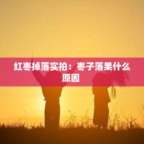 红枣掉落实拍：枣子落果什么原因 