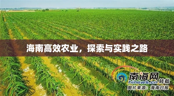 海南高效农业，探索与实践之路
