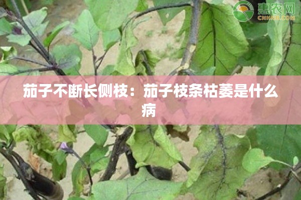茄子不断长侧枝：茄子枝条枯萎是什么病 