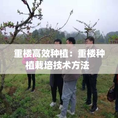 重楼高效种植：重楼种植栽培技术方法 