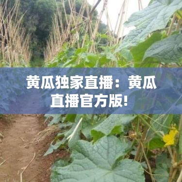黄瓜独家直播：黄瓜直播官方版! 