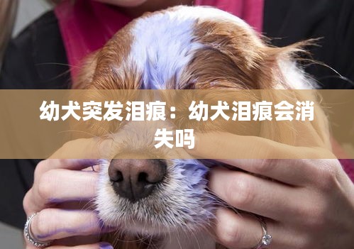 幼犬突发泪痕：幼犬泪痕会消失吗 