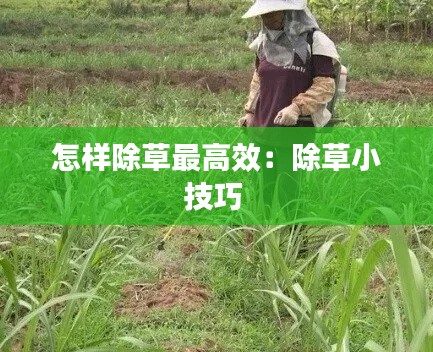 怎样除草最高效：除草小技巧 