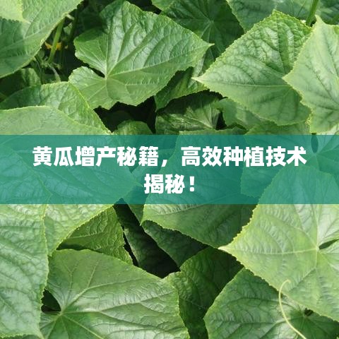 黄瓜增产秘籍，高效种植技术揭秘！