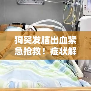 狗突发脑出血紧急抢救！症状解析与应对指南