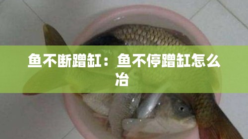 鱼不断蹭缸：鱼不停蹭缸怎么冶 