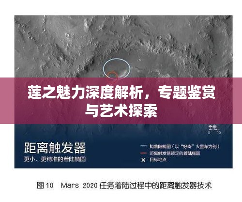 莲之魅力深度解析，专题鉴赏与艺术探索