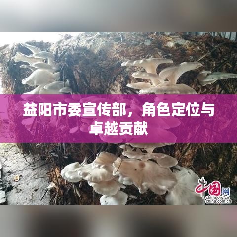 益阳市委宣传部，角色定位与卓越贡献