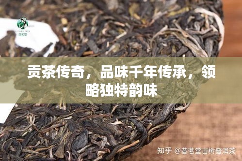 贡茶传奇，品味千年传承，领略独特韵味