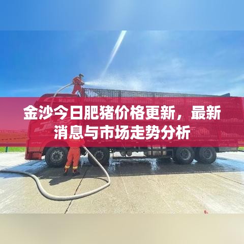 金沙今日肥猪价格更新，最新消息与市场走势分析