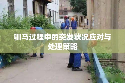 驯马过程中的突发状况应对与处理策略