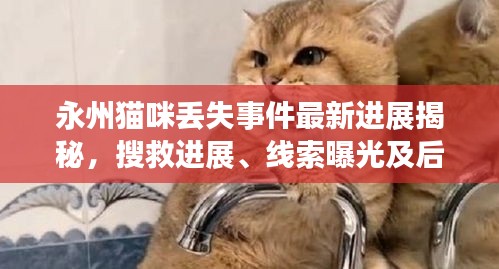 永州猫咪丢失事件最新进展揭秘，搜救进展、线索曝光及后续关注焦点