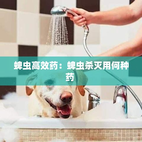蜱虫高效药：蜱虫杀灭用何种药 