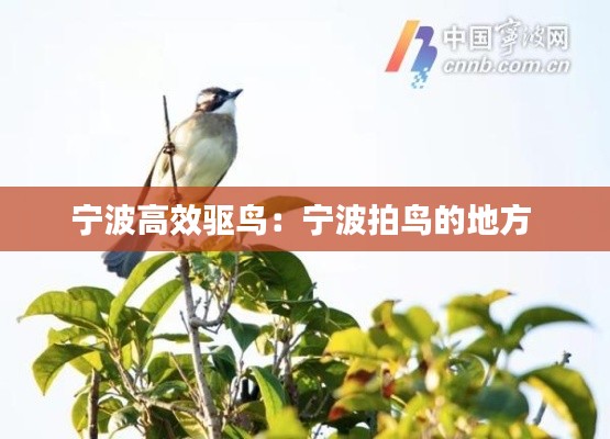 宁波高效驱鸟：宁波拍鸟的地方 