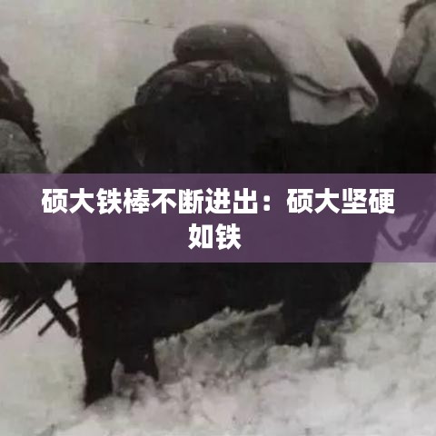 硕大铁棒不断进出：硕大坚硬如铁 