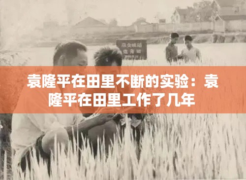 袁隆平在田里不断的实验：袁隆平在田里工作了几年 