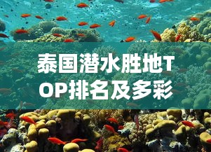 泰国潜水胜地TOP排名及多彩水下世界探索