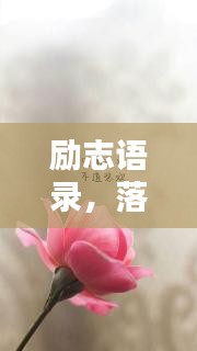 励志语录，落花文案，绽放生命力量