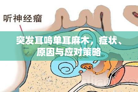 突发耳鸣单耳麻木，症状、原因与应对策略
