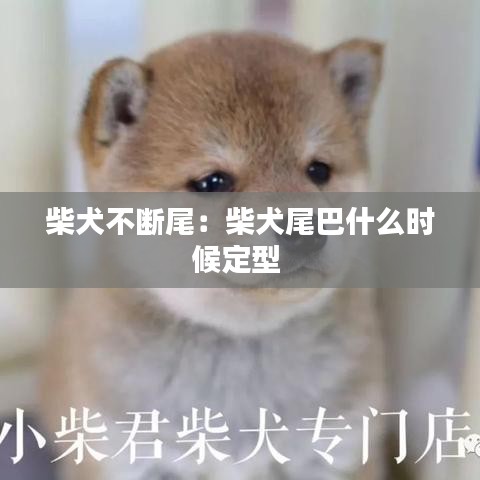 柴犬不断尾：柴犬尾巴什么时候定型 
