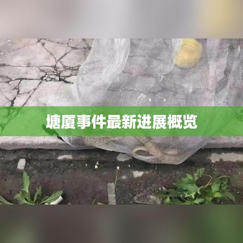塘厦事件最新进展概览