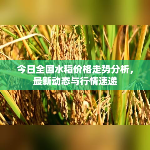 今日全国水稻价格走势分析，最新动态与行情速递