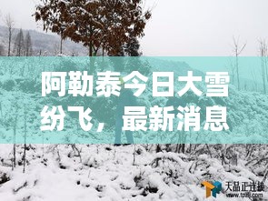 阿勒泰今日大雪纷飞，最新消息抢先看！