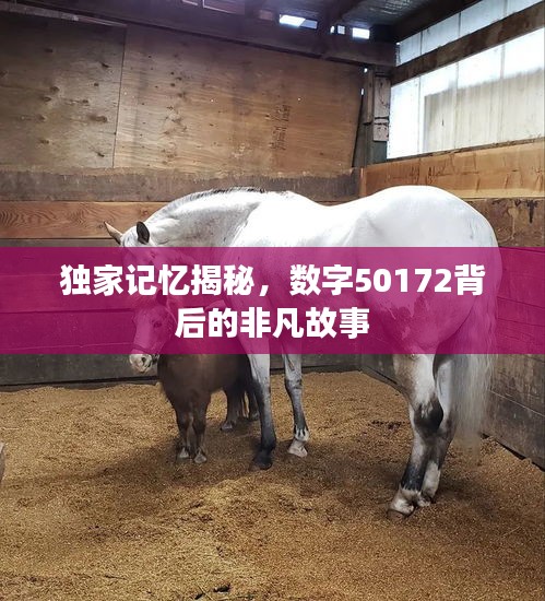 独家记忆揭秘，数字50172背后的非凡故事