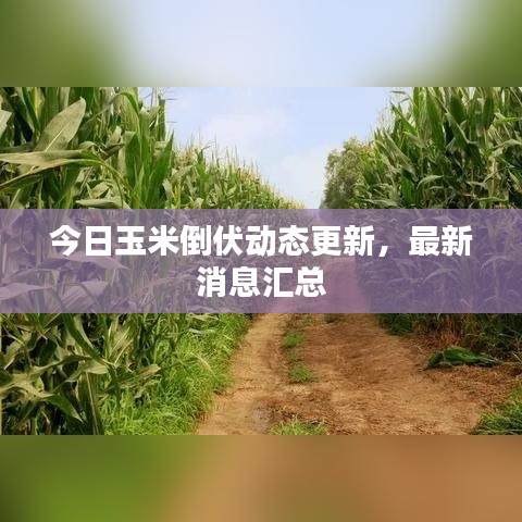 今日玉米倒伏动态更新，最新消息汇总