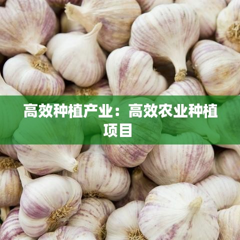 高效种植产业：高效农业种植项目 