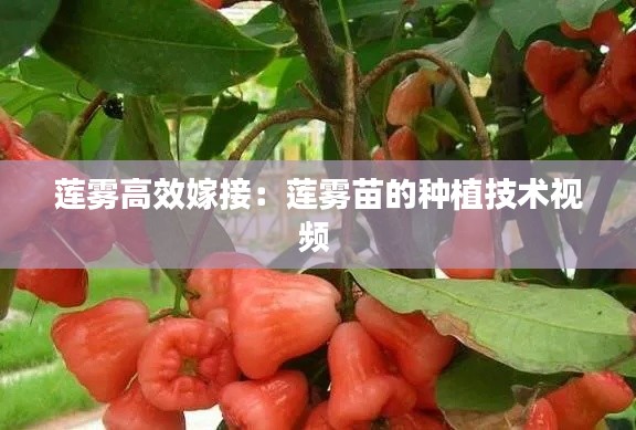 莲雾高效嫁接：莲雾苗的种植技术视频 