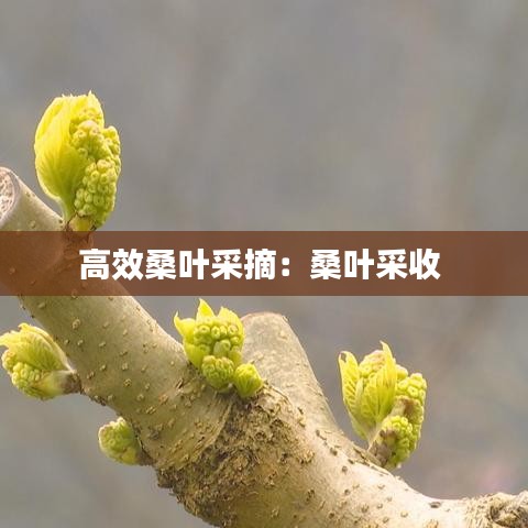 高效桑叶采摘：桑叶采收 