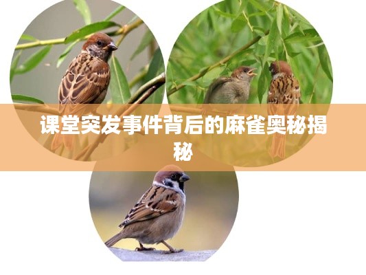 课堂突发事件背后的麻雀奥秘揭秘