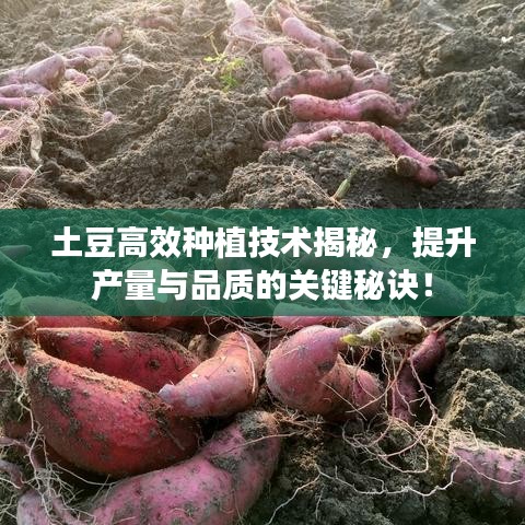 土豆高效种植技术揭秘，提升产量与品质的关键秘诀！